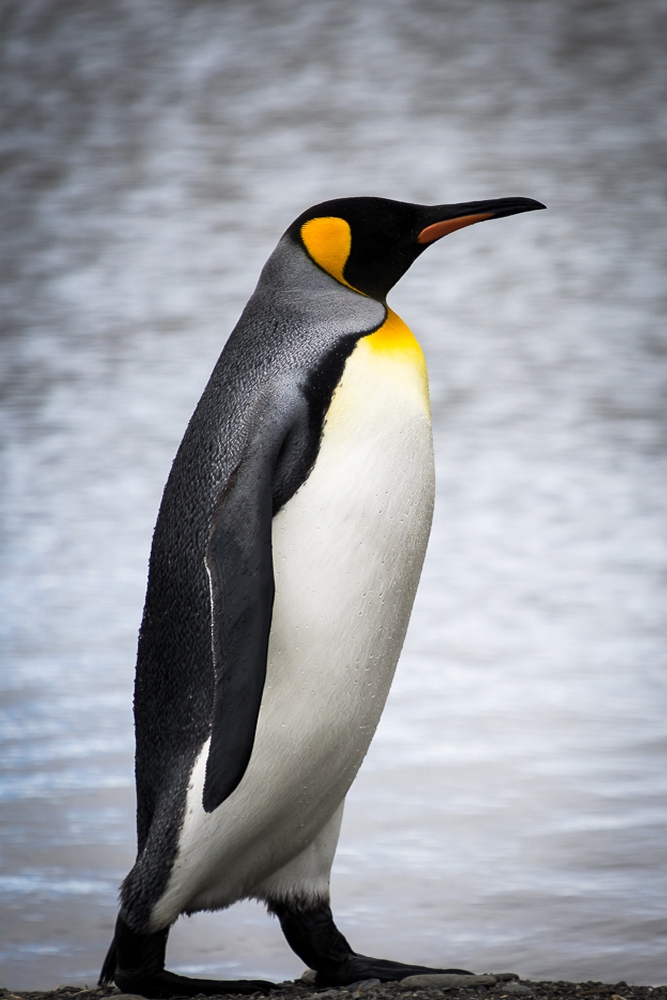 wildlife
